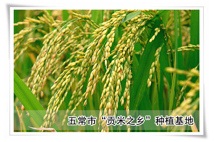 京贡1号五常生态香米 有机大米 东北五常大米 农家自产_4